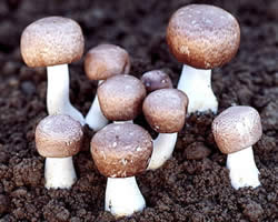 Agaricus Blazei Murrill (ABM)