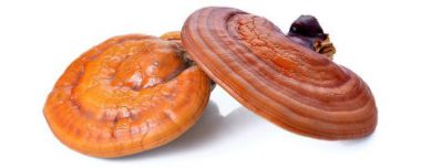 Ganoderma Farm