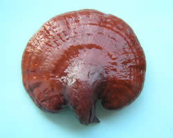 Reishi / Lingzhi