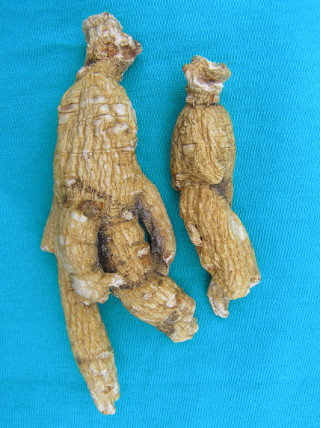 ANI American Ginseng