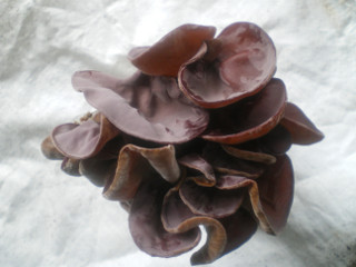 Black Fungus Mushroom