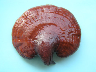 Reishi Lingzhi